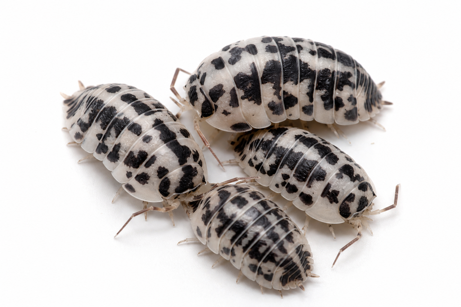 Dairy Cow Isopods