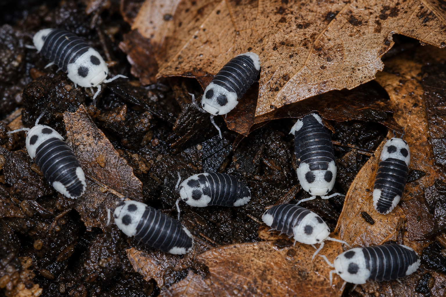 Panda King Isopods