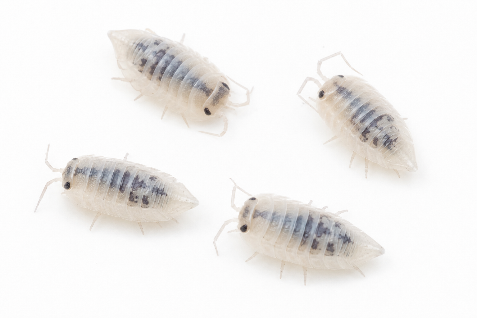 White Shark Isopods