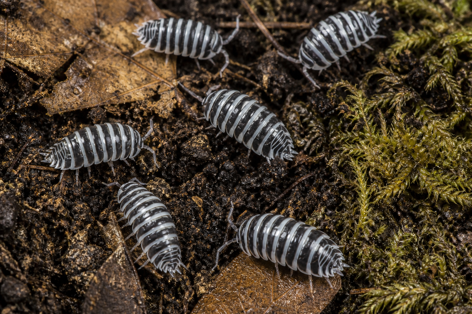 Zebra Isopods